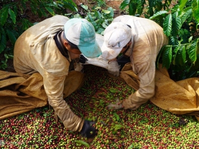 Giá cà phê hôm nay 16/10: Dự đoán giá cà phê tuần này tăng hay giảm?