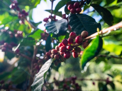 Giá cà phê hôm 16/11: Arabica giảm mạnh, trong nước về dưới 40.000 đồng/kg