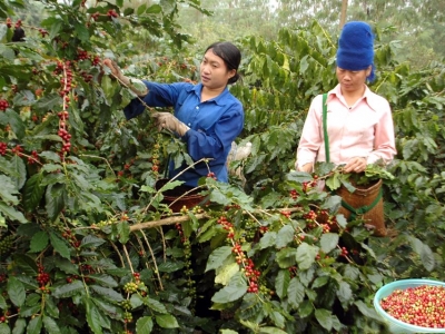 Giá cà phê hôm 16/2: Tăng trở lại khi Nga - Ukraine hạ nhiệt