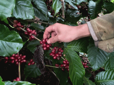 Giá cà phê hôm 16/4/2025: tăng liên tiếp từ đầu tuần, trong nước thêm 7.000 đồng/kg