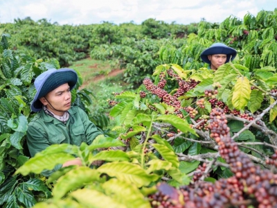 Giá cà phê hôm 26/11: Robusta kéo Arabica cùng tăng, trong nước vượt 40.000 đồng/kg