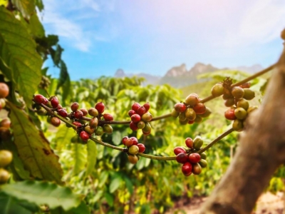 Giá cà phê hôm 17/5: Tiếp tục tăng, Robusta lên cao nhất 15 năm