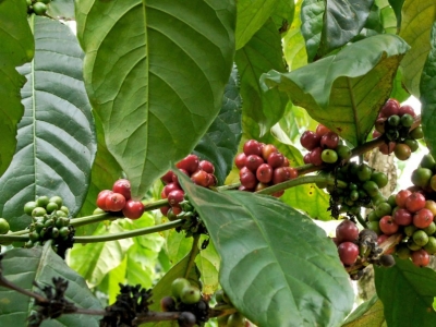 Giá cà phê hôm 1/8: Đồng loạt tăng, trong nước vượt 67.000 đồng/kg