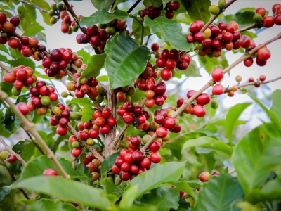 Giá cà phê hôm 11/4: Tăng mạnh, trong nước hướng tới mốc 110.000 đồng/kg