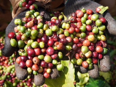 Giá cà phê hôm 18/5: Robusta tăng rất mạnh, trong nước gần 58.000 đồng/kg