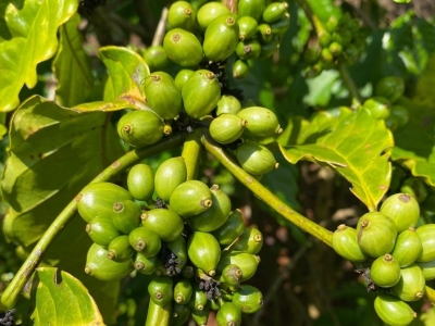 Giá cà phê hôm 18/8: Robusta tăng khi tồn kho xuống mức thấp kỷ lục