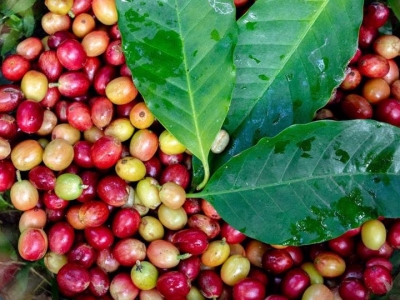 Giá cà phê hôm 19/5: Đến lượt Arabica tăng, trong nước gần 58.000 đồng/kg