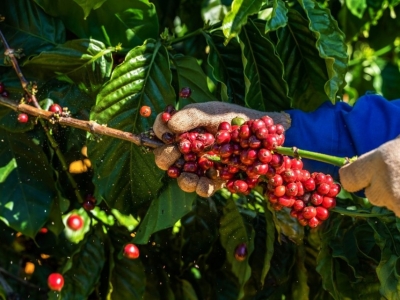 Giá cà phê hôm 20/6: Tiếp tục tăng, vượt 67.000 đồng/kg