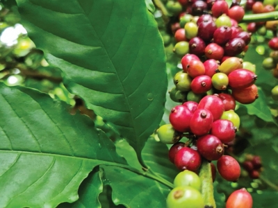 Giá cà phê hôm 20/7: Tăng mạnh, trong nước gần 67.000 đồng/kg