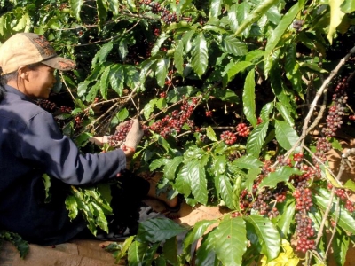 Giá cà phê hôm 20/8: Dứt chuỗi đà giảm, Robusta quay đầu tăng