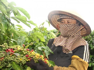 Giá cà phê hôm 21/10: Robusta tăng trở lại, Arabica tiếp tục bị bán mạnh
