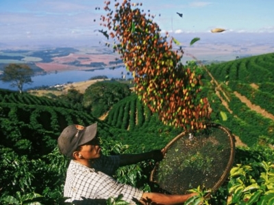 Giá cà phê hôm 21/11: Arabica tăng tốt khi đồng USD xuống thấp