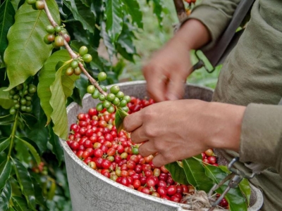 Giá cà phê hôm 3/5: Đồng loạt tăng theo Robusta trong ngày cuối kỳ nghỉ