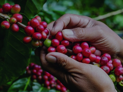Giá cà phê hôm 21/6: Đằng sau mức giá kỷ lục của Robusta