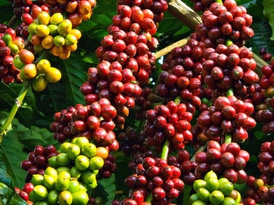 Giá cà phê hôm 21/9: Đồng loạt tăng mạnh, Robusta thêm hơn 30 USD/tấn