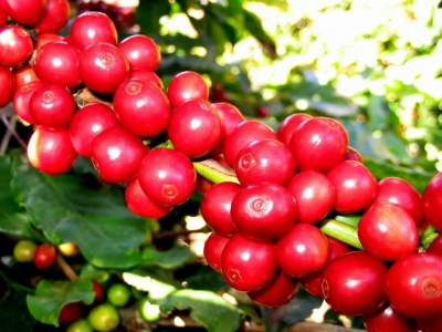 Giá cà phê hôm 20/7: tăng trở lại trong bối cảnh nguồn cung thấp