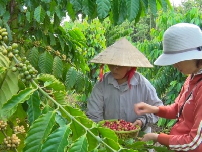 Giá cà phê hôm 23/11: Robusta tăng trở lại, trong nước gần 58.000 đồng/kg