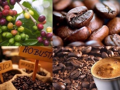 Giá cà phê hôm 15/3: Đầu cơ tìm nơi trú ẩn đẩy cà phê giảm