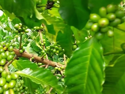 Giá cà phê hôm 23/3: Brazil vào vụ thu hoạch, giá Robusta liệu có hạ?
