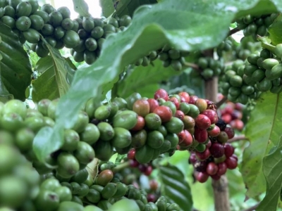 Giá cà phê hôm 23/5: Tiếp tục tăng mạnh, thêm hơn 1.000 đồng/kg