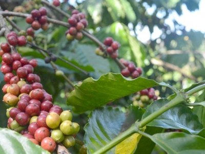 Giá cà phê hôm 26/6: Tăng ngay đầu tuần, vượt 66.000 đồng/kg
