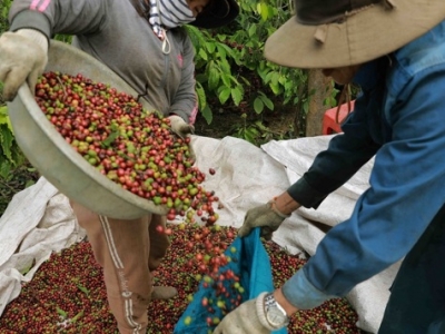 Giá cà phê hôm 24/11: Đồng USD giảm không đủ lực nâng giá Robusta
