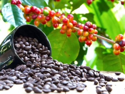 Giá cà phê hôm 22/8: Robusta hồi phục, tăng mạnh nhất ở Đắk Nông