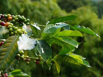 Giá cà phê hôm 24/8: Robusta tiếp tục lập kỷ lục, tạo đỉnh mới