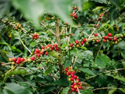 Giá cà phê hôm 14/9: Robusta lên đỉnh lịch sử, tăng gần 200 USD/tấn