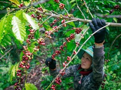 Giá cà phê hôm 25/9: Dự báo cà phê tuần này, Robusta tăng trở lại