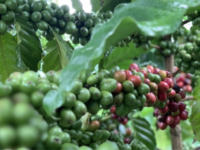 Giá cà phê hôm 2/6: Robusta tăng mạnh trở lại, trong nước vượt 61.000 đồng/kg