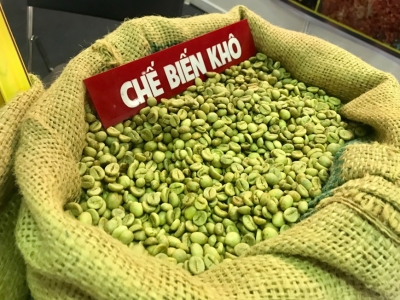 Giá cà phê hôm 26/10: Giảm phiên thứ 2 dù hàng dự trữ cạn kiệt
