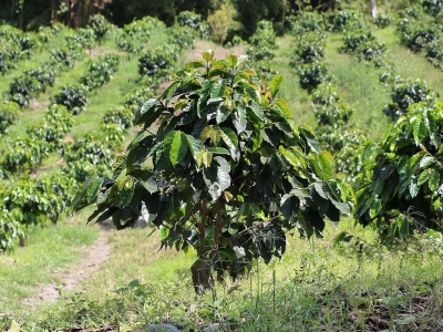 Giá cà phê hôm 26/8/2025: đồng USD tăng đẩy cà phê giảm ngày đầu tuần