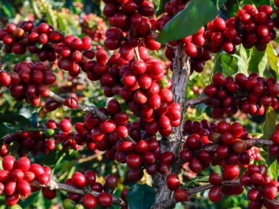 Giá cà phê hôm 27/5: Robusta tăng trở lại, trong nước thêm 300 đồng/kg