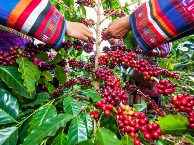Giá cà phê hôm 2/8: Robusta vẫn lao dốc, xuất khẩu cà phê giảm sâu