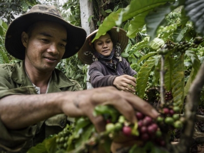 Giá cà phê hôm 28/11: Yếu tố nào quyết định giá cà phê tháng 12/2022?