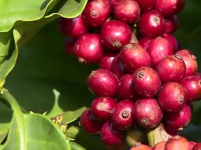 Giá cà phê hôm 28/3: Robusta tiếp tục tăng, trong nước gần 49.000 đồng/kg
