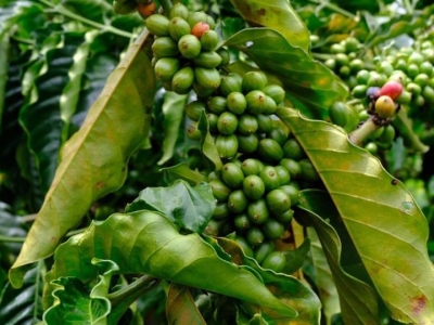 Giá cà phê hôm 28/7: Robusta vượt mốc 2.000 USD/tấn, trong nước thêm 500 đồng/kg