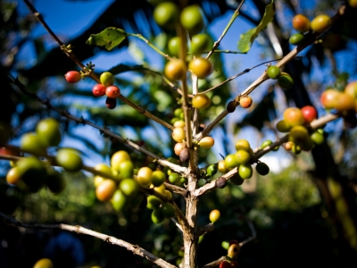 Giá cà phê hôm 28/9: Đồng USD cao ngất, cà phê 2 sàn cùng giảm