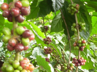 Giá cà phê hôm 29/3: Điều gì thể hiện nguồn cung Robusta thiếu trầm trọng?