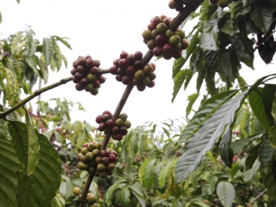 Giá cà phê hôm 30/3: Nguyên nhân khiến thị trường quay xe từ đầu tuần