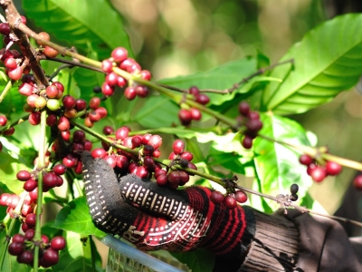 Giá cà phê hôm 30/8: Tiếp tục tăng, trong nước cán mốc 66.000 đồng/kg