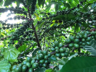 Giá cà phê hôm 30/9: