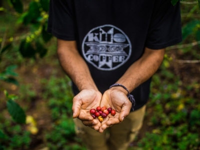 Giá cà phê hôm 30/9: Cà phê Việt thiếu hụt, vì sao giá vẫn giảm?