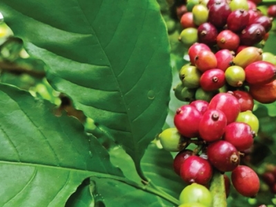 Giá cà phê hôm 31/5: Điều chỉnh nhẹ để đón đợt tăng mới?