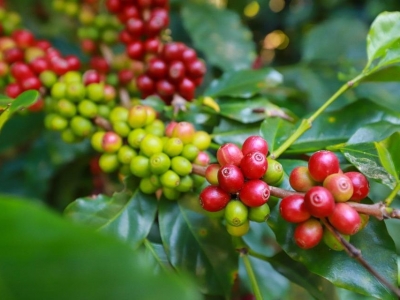 Giá cà phê hôm  27/3: Robusta lập kỷ lục mới, trong nước gần 98.000 đồng/kg