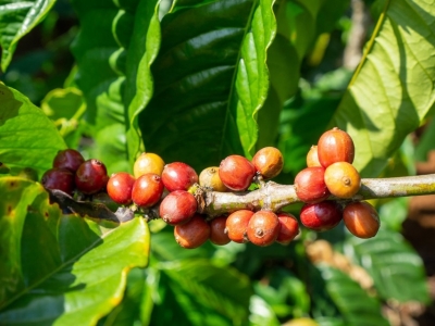 Giá cà phê hôm 19/7: Arabica tăng, hàng về sàn nhiều đẩy Robusta giảm