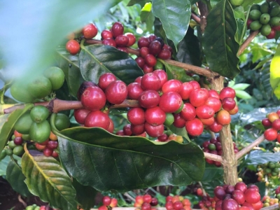 Giá cà phê hôm 3/9: Robusta hãm đà giảm, trong nước về dưới 48.000 đồng/kg