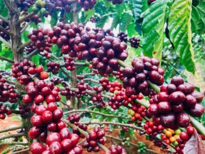 Giá cà phê hôm 27/8/2025: đồng USD yếu hỗ trợ Robusta tiếp đà tăng