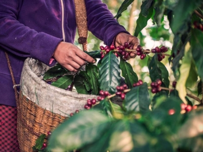 Giá cà phê hôm 4/5: Khan hàng đẩy cà phê nhân trong nước tăng mạnh